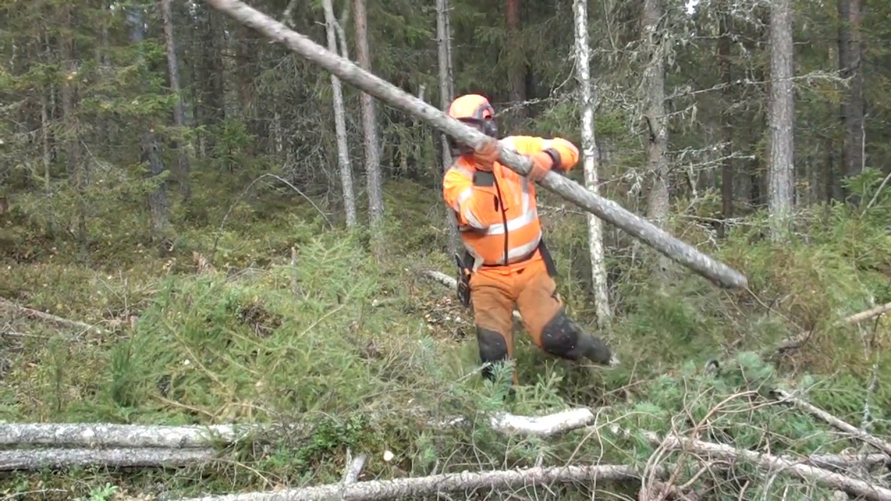 Metsola Metsäkoulu 31, Ensiharvennuksen hakkuutekniikka, ajouran aukasu yms.