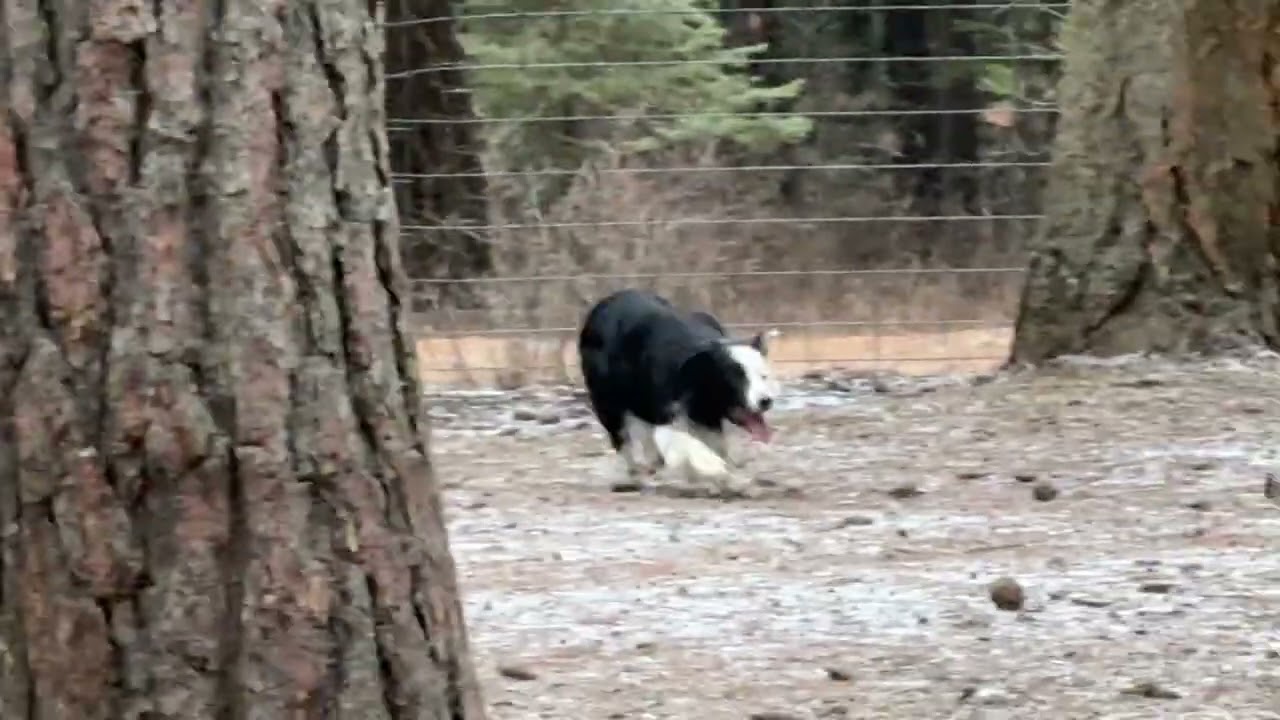 Norman Close's Dash in the training field