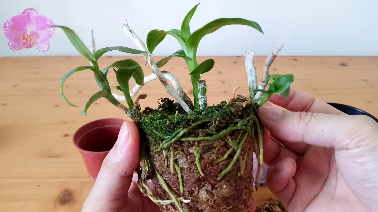 Orchid repotting together- 𝘿𝙚𝙣𝙙𝙧𝙤𝙗𝙞𝙪𝙢 𝙖𝙣𝙤𝙨𝙢𝙪𝙢 '4N'