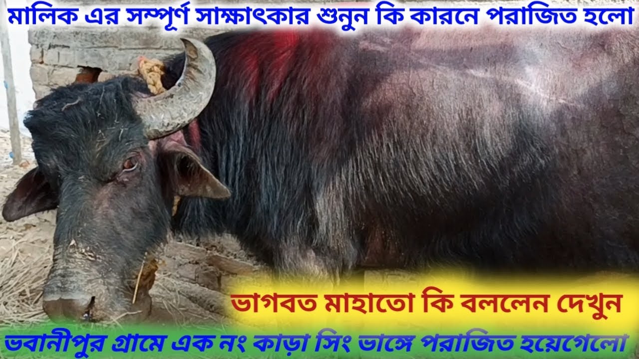 ভবানীপুর গ্রামের ১ নং কাড়া সিং ভাঙ্গে পরাজিত হয়েগেলো 🔥 মালিক কি বললেন দেখুন।