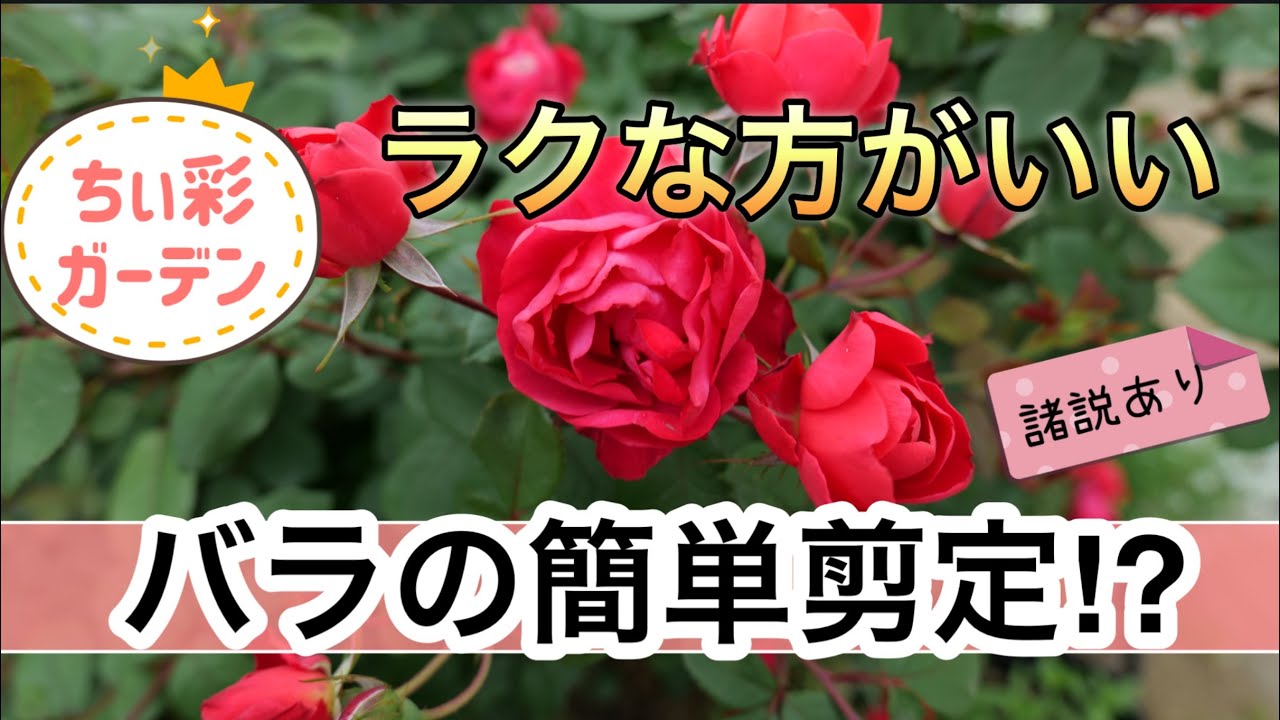 バラの葉は取る？どの枝を切る？ラクな方がいい！バラの簡単剪定