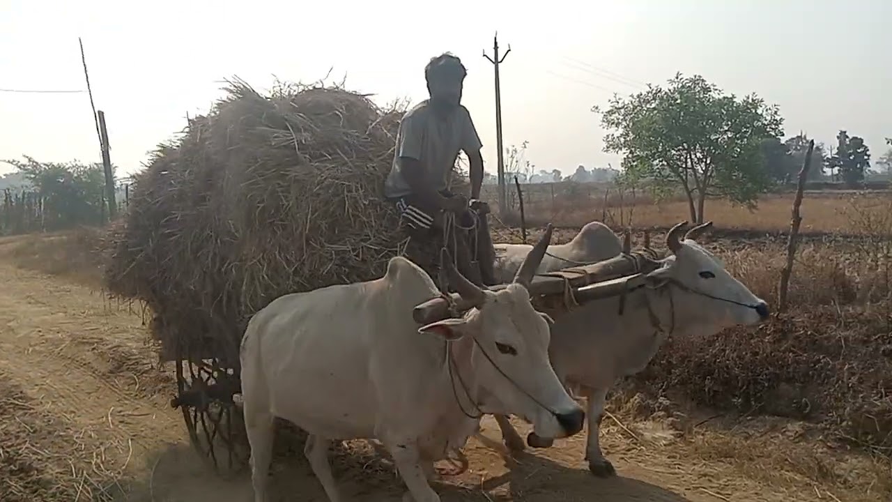 Bail Bandi lekar dhaan laane gaye the