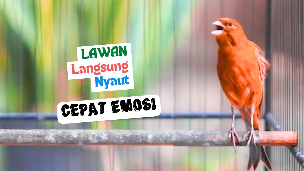 Kenari Gacor Cuit Cuit Ngerol Nembak Panjang Ibni Cepat membuat Kenari Malas Bunyi Langsung Nyaut