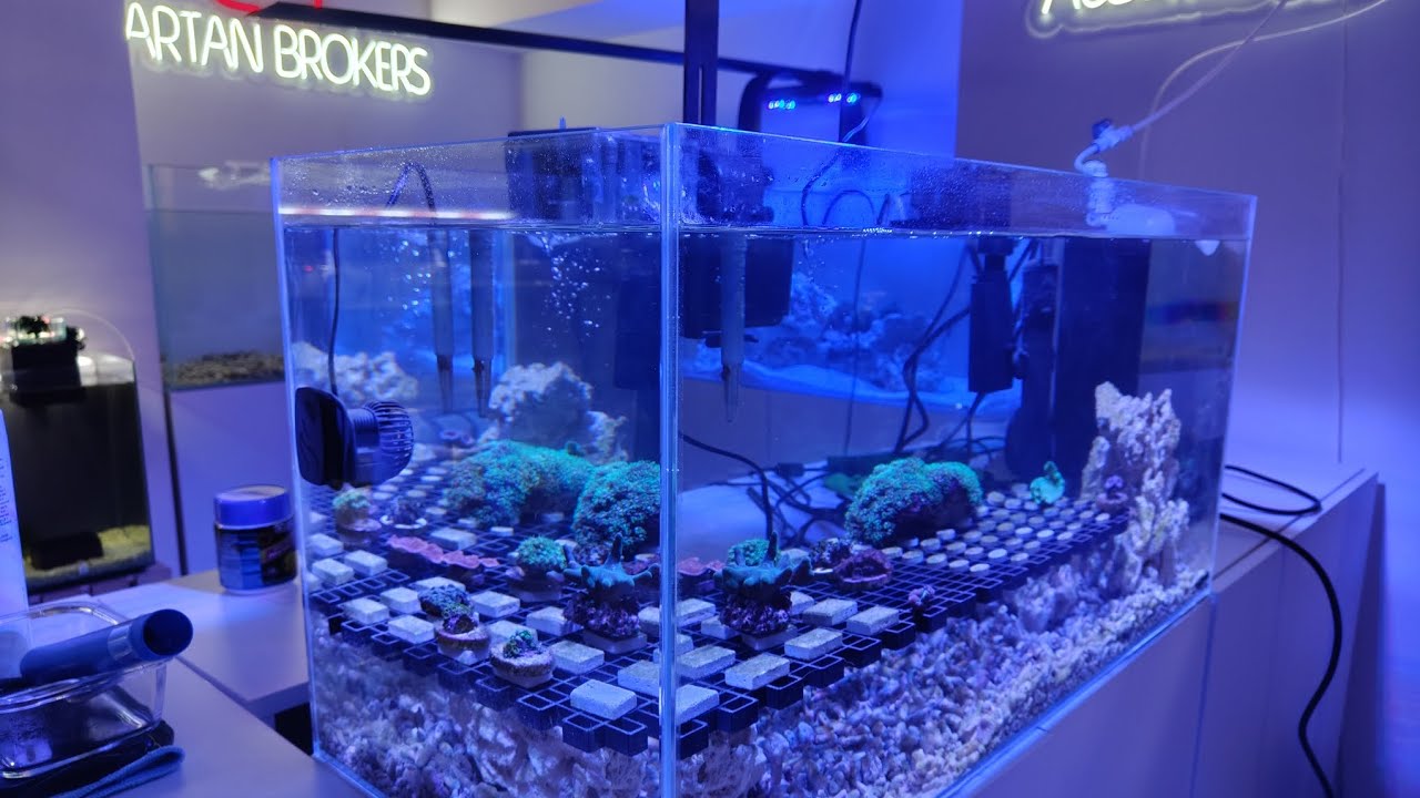 🐟 Meter corales sin ciclar el Acuario Marino . Esto es lo que pasa si lo haces