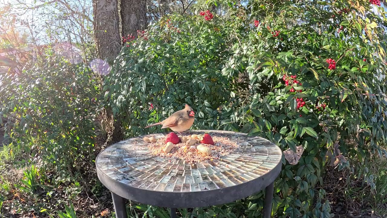 Lady Cardinal