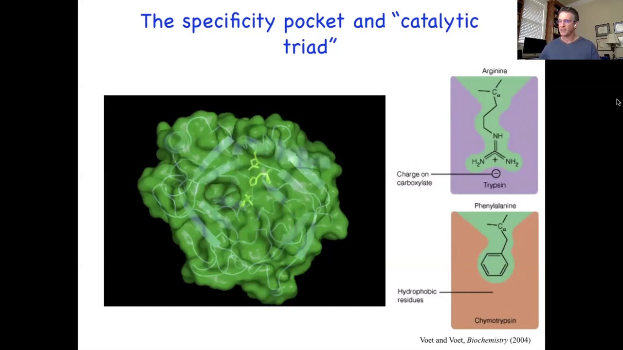 Lecture18_AnExample_SerineProteases