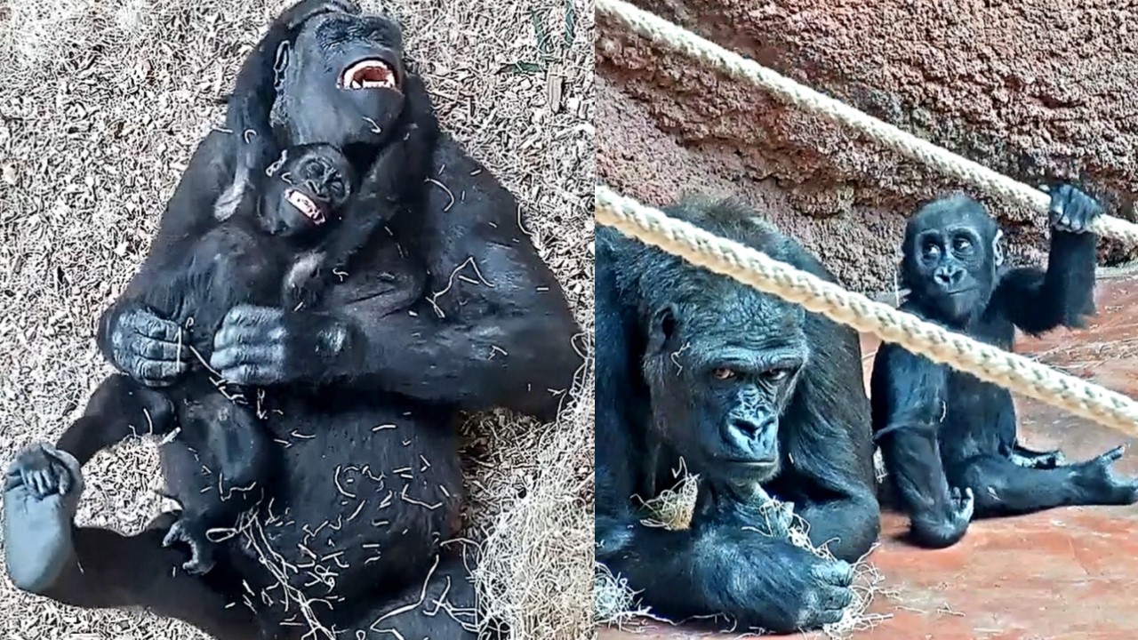 Mobi & Gaia vs Adult Gorillas: Tiny but Tough!🦍