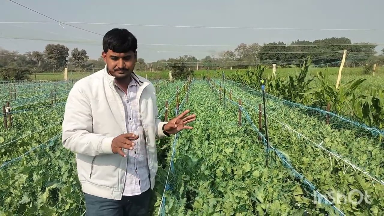 अफीम की खेती निंबाहेड़ा चित्तौड़गढ़ राजस्थान भाग 2 (Afim ki kheti)