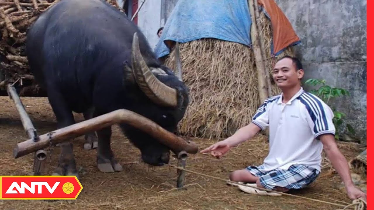 Kỳ Lạ Con Trâu Mang Trái Tim Người | Chuyện lạ | ANTV