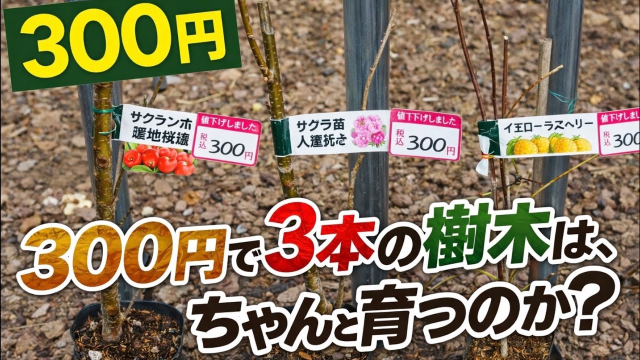 売れ残りの300円の樹木　ちゃんと育つのか？ #園芸 #ガーデニング #さくら #さくらんぼ #ラズベリーー #イエローラズベリー #樹木花木 