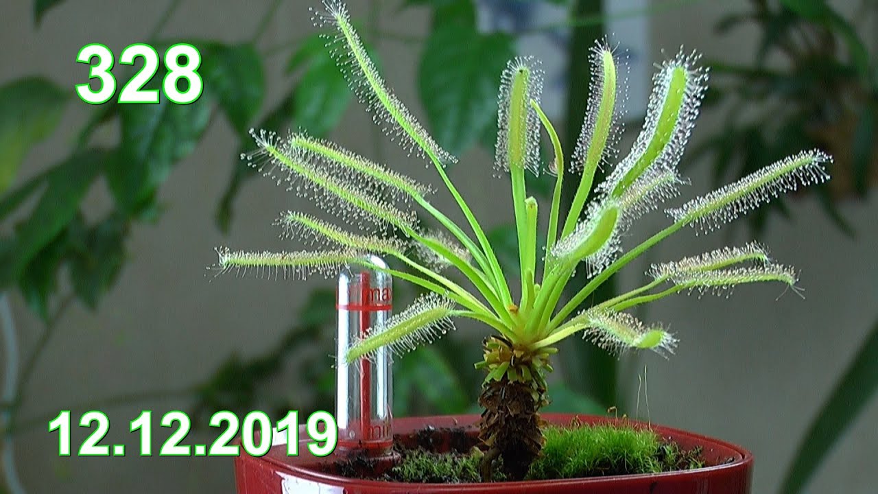 Sonnentaupalme Drosera in der Anzucht im Haus. Drosera capensis Alba und All Red
