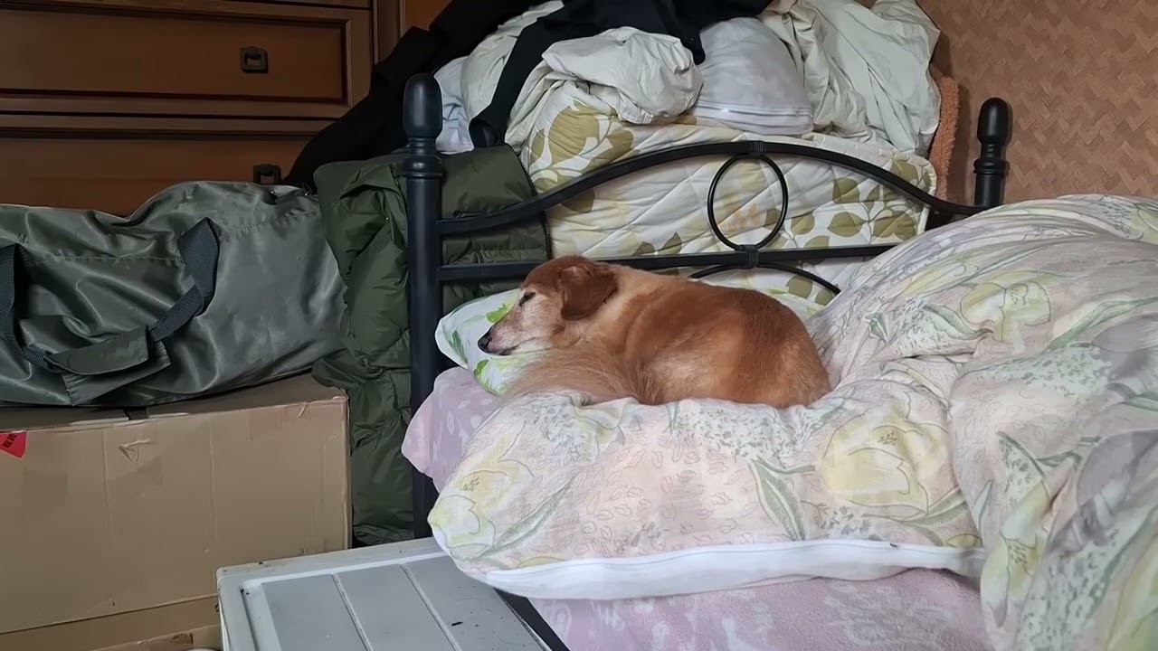 犬_20260228