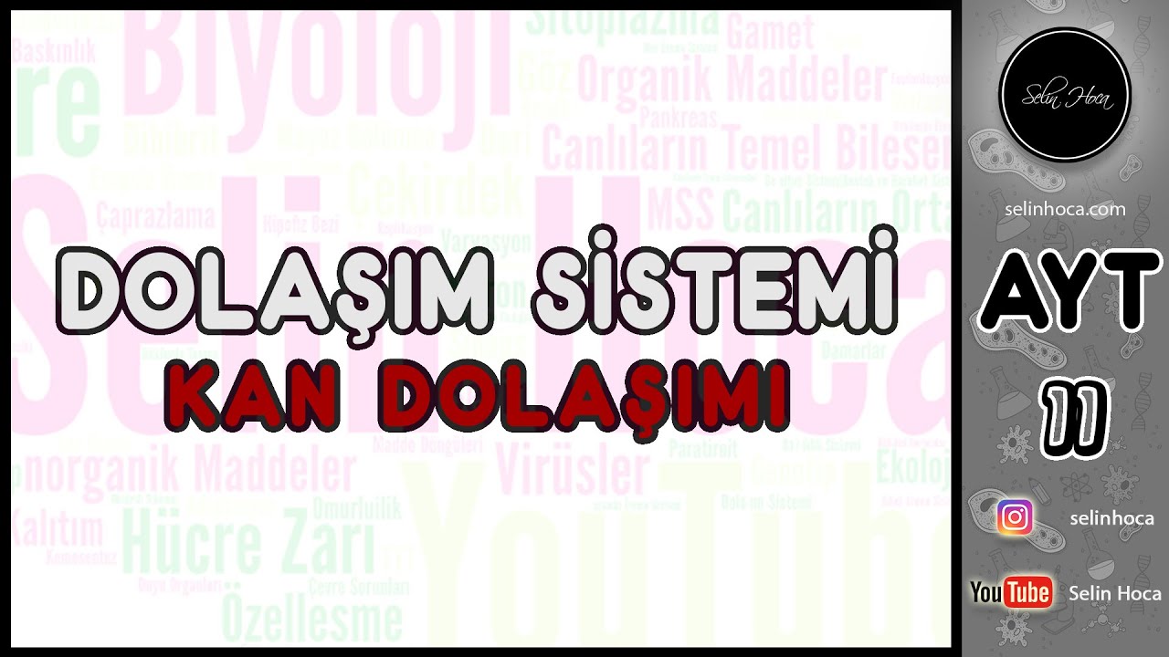 21) Dolaşım Sistemi - Küçük ve Büyük Kan Dolaşımı