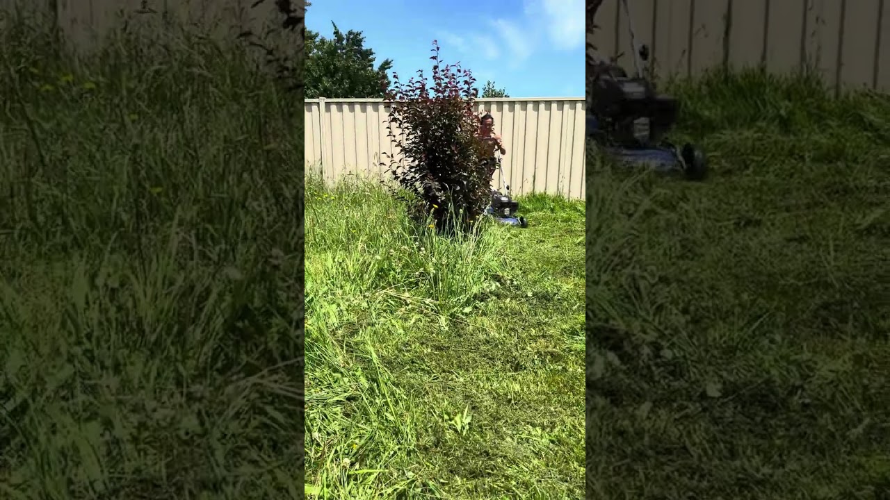 Potong rumput  #australia #känguru #kerjaluarnegeri 