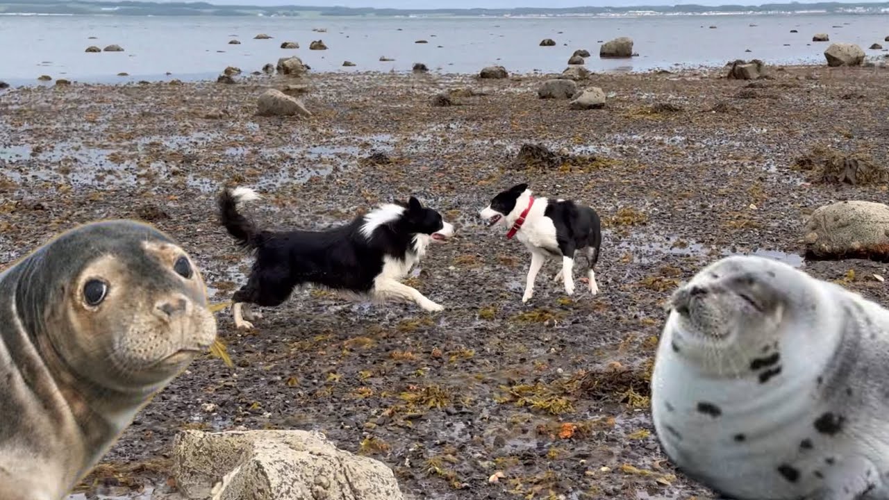 Border collie sheepdogs get up close to wild seals / Kate attacked by dog on shore