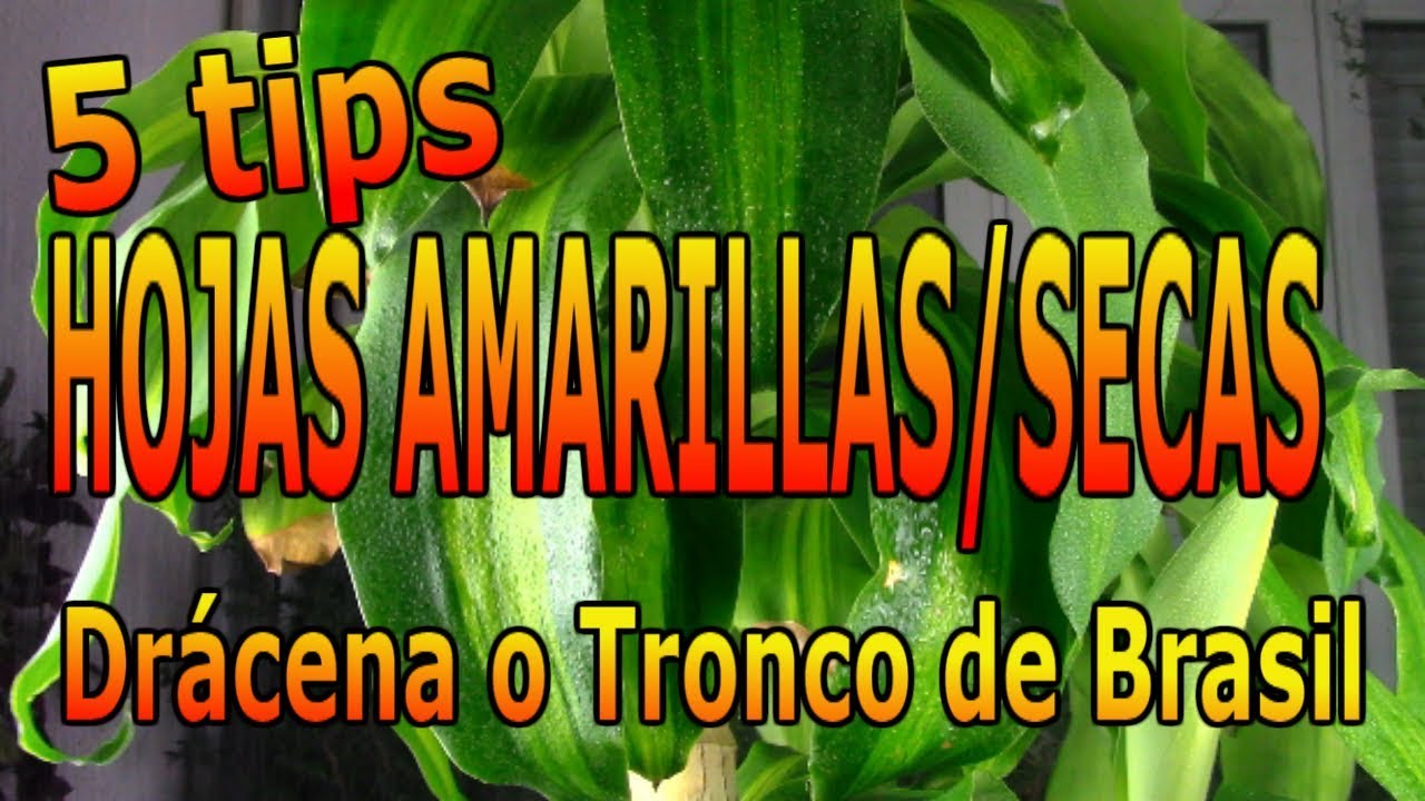 ¿¿¿Porqué se vuelven amarillas las hojas de la drácena o tronco de Brasil???