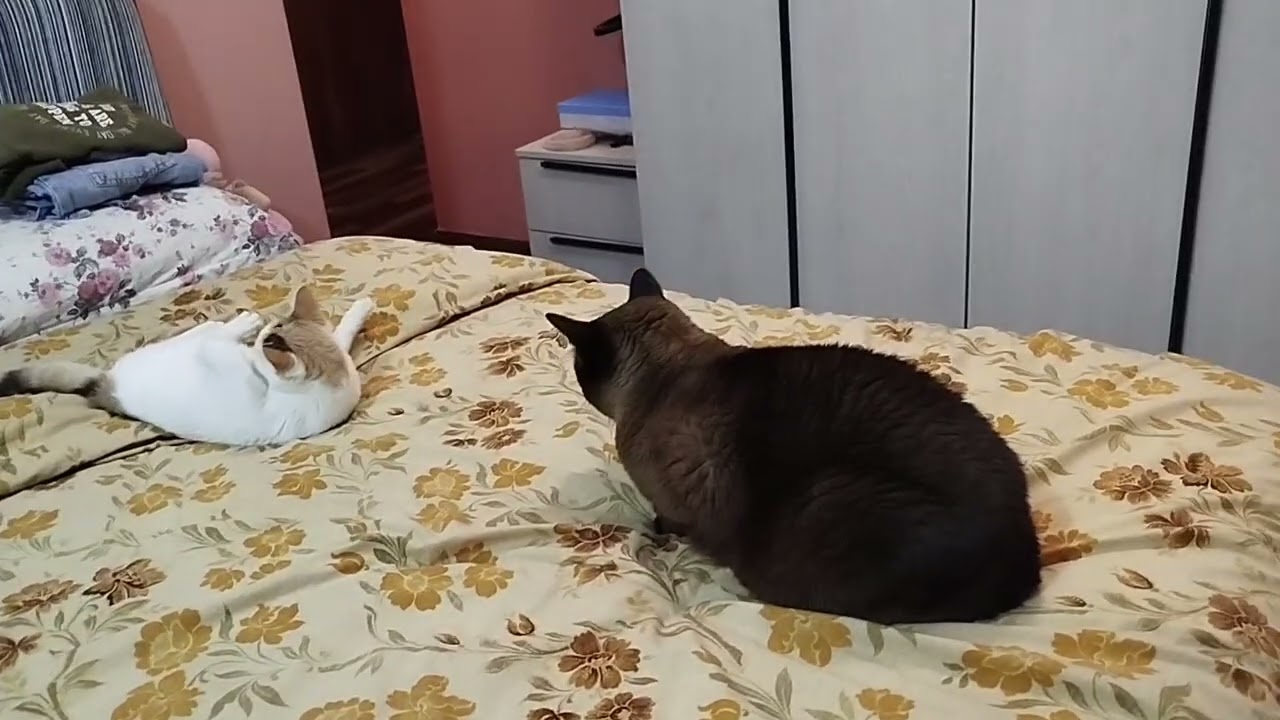 The story of how I adopted 2 cats..followed by videos..