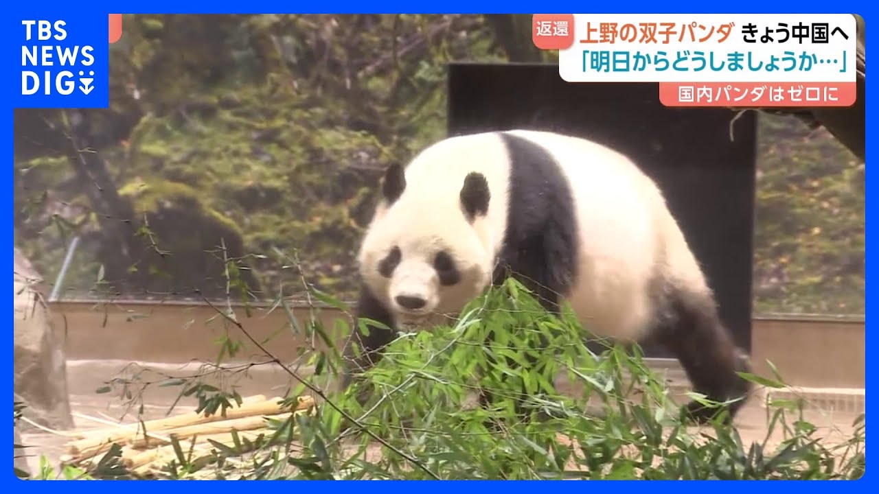 東京・上野動物園の双子パンダ きょう中国へ向け出発 「明日からどうしましょうか…」ファンからは別れを惜しむ声　日中関係悪化で新たな貸与の見通し立たず｜TBS NEWS DIG