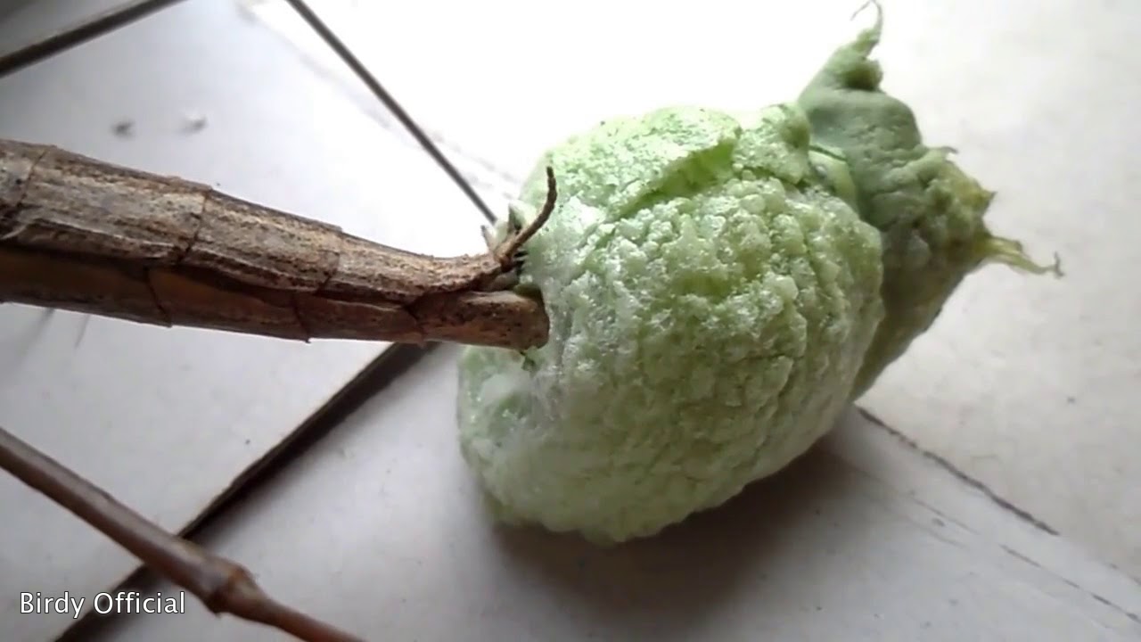 Praying Mantis Eggs - Praying Mantis Laying Eggs Case/Sac