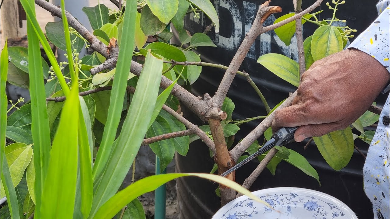 গাছ থেকে দারুচিনি কিভাবে কাটবেন