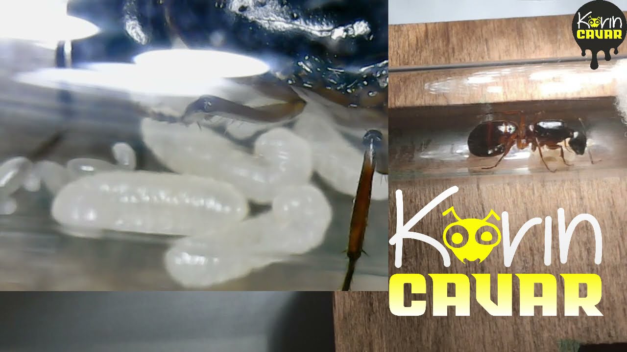 Camponotus Sanctus Günlük Bölüm 3 Larvalar Oluştu mu