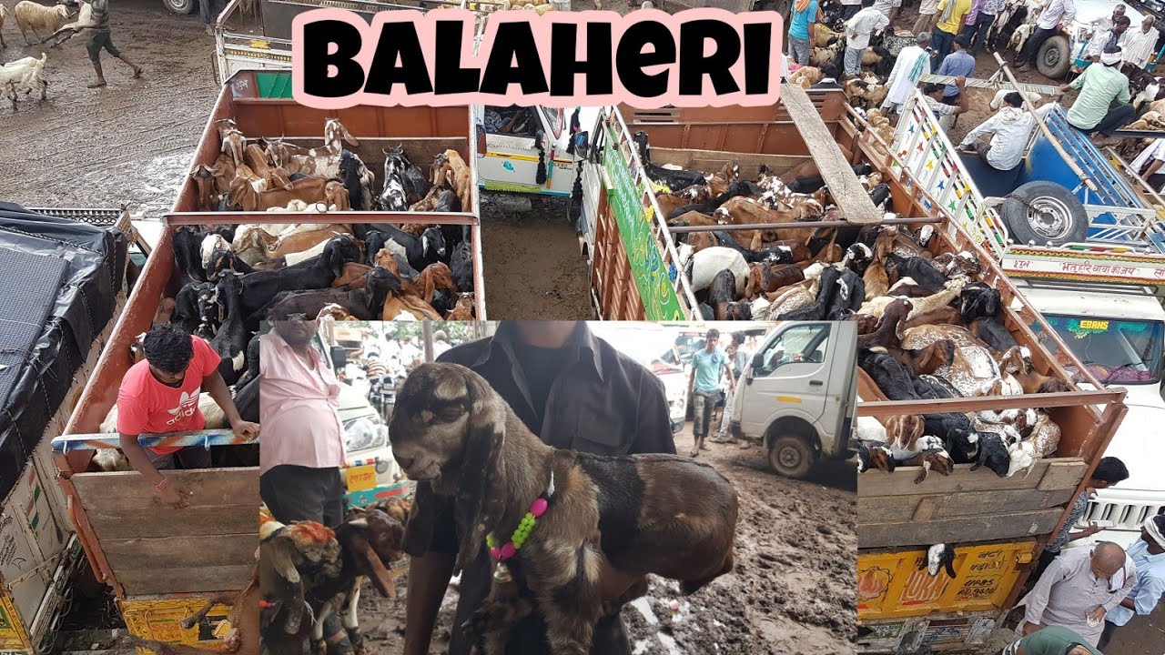 Balaheri Bakra Mandi Documentary Part 1.