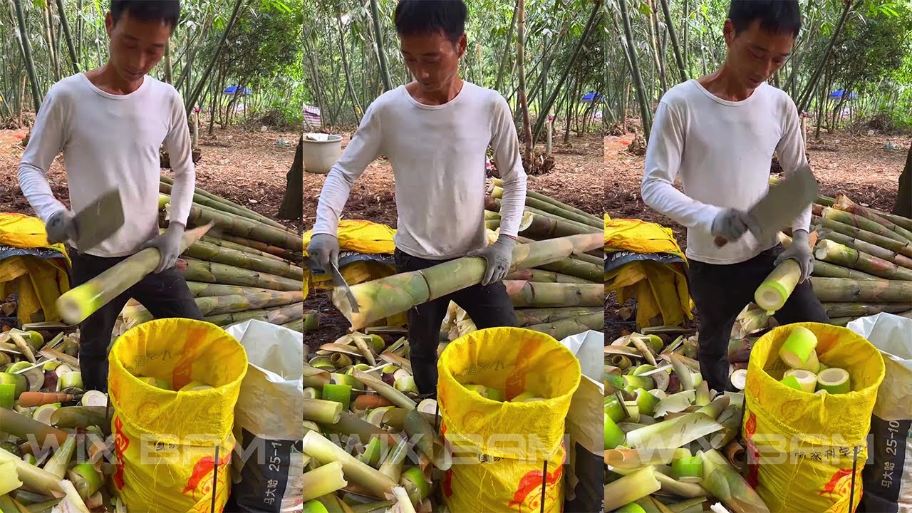 How To Cutting Bamboo Shoot Professional P167