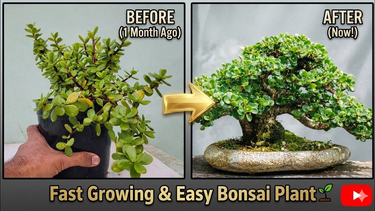 Jade Plant | Bonsai Tree for Beginners #jadeplant #bonsai #PortulacariaAfra #dwarfjade