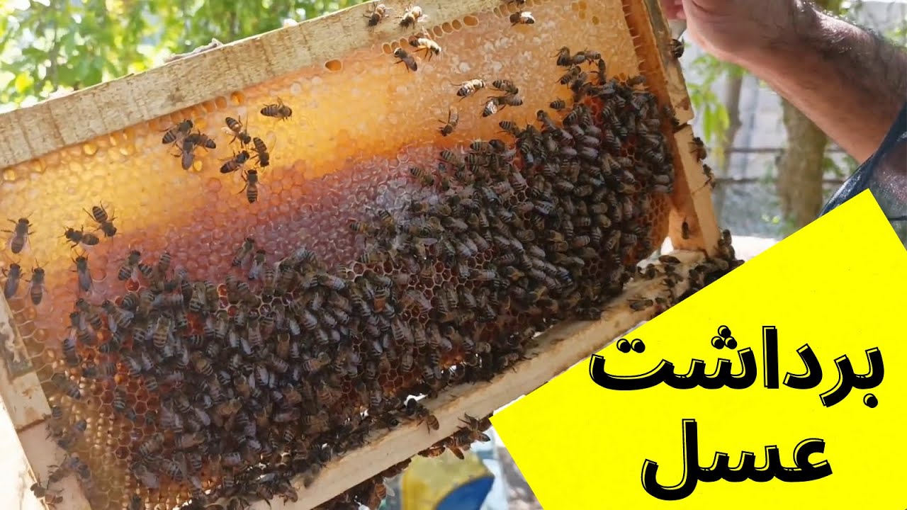 آموزش زنبورداری : برداشت عسل تابستانه