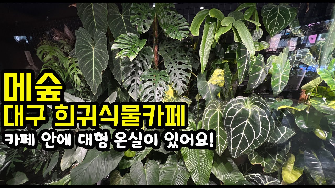 대구 희귀식물 카페 메숲 (필로덴드론, 안스리움, 알보 몬스테라, 온실 등)