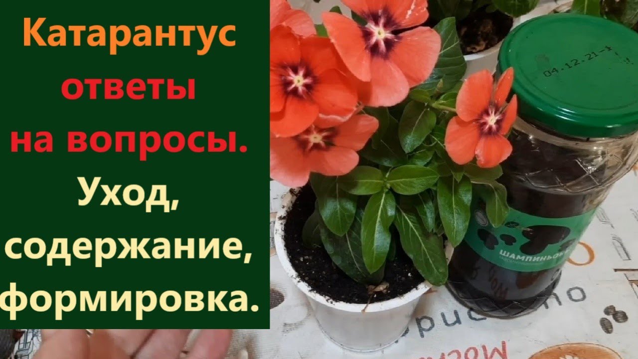 Ответы на вопросы.  Катарантус- уход/ содержание/ формировка. Разберем основные моменты.