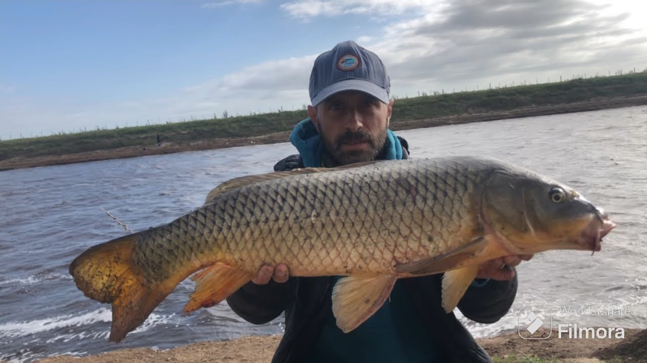 Pesca de carpas grandes en el río salado parte 1