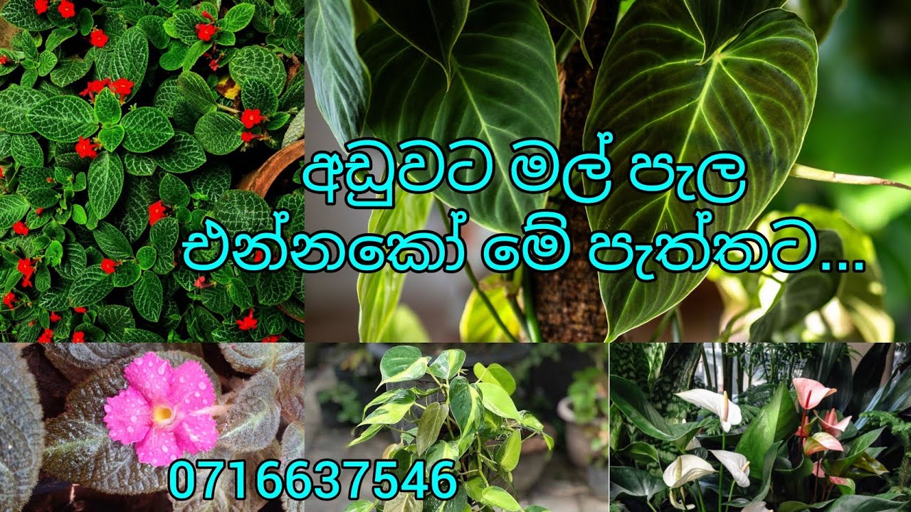 මගේ දෙවෙනි ප්ලාන්ට් සෙල් එකත් ගෙනාවා