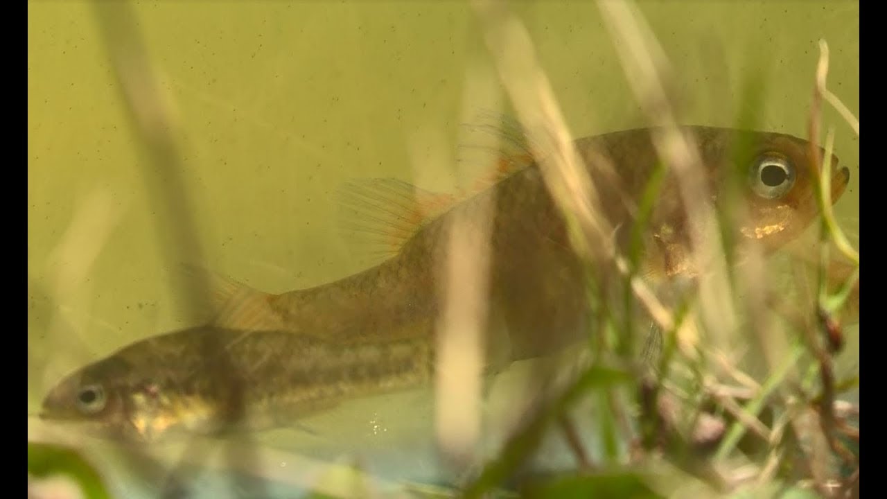 Fish in supplementary habitats - Southern Pygmy Perch