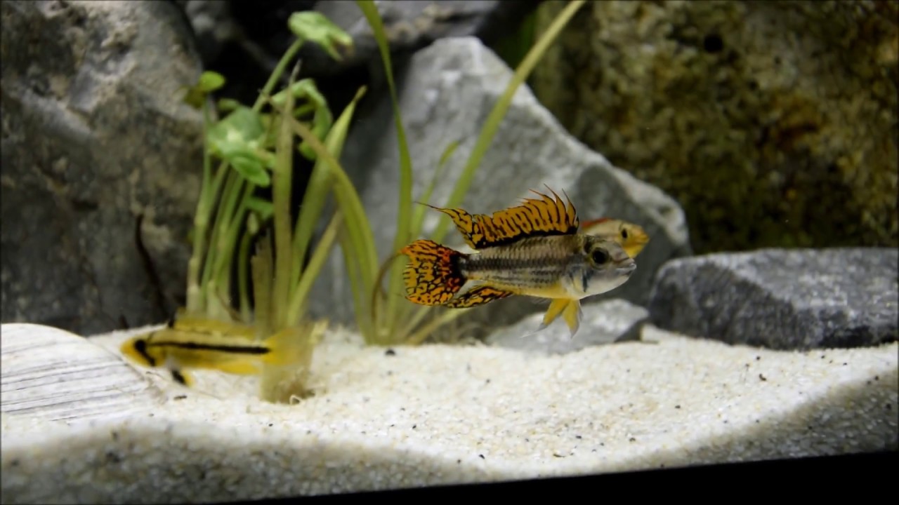 Avonturen van mijn Apistogramma Cacatuoides - Vissen