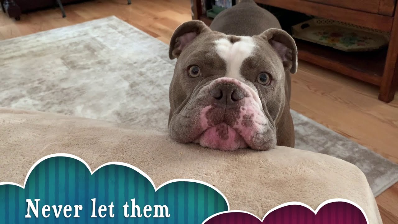 How to be a Good-Dog, by Levi the Old English Bulldog.