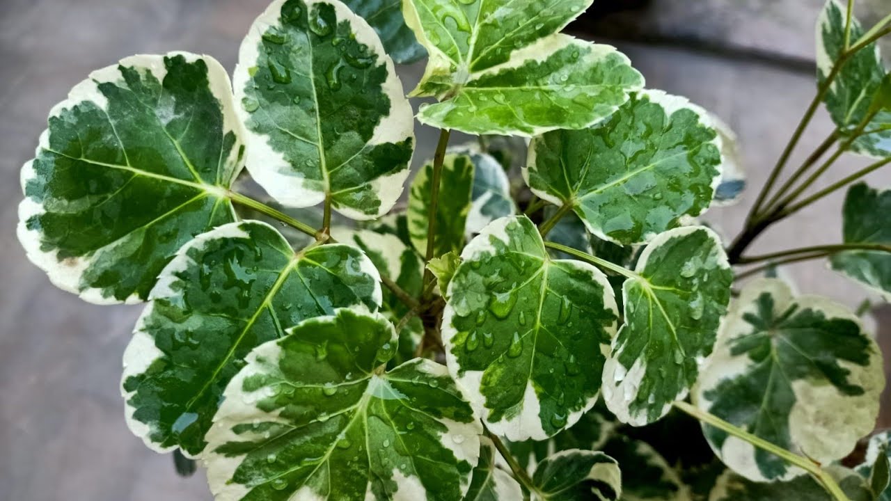 Aralia - Best Ornamental Perennial plant//Care