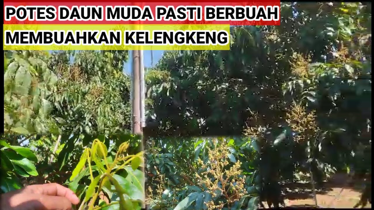 Tips Potes daun muda pasti 💯% berbuah‼️cara membuahkan kelengkeng Potes daun muda agar maksimal
