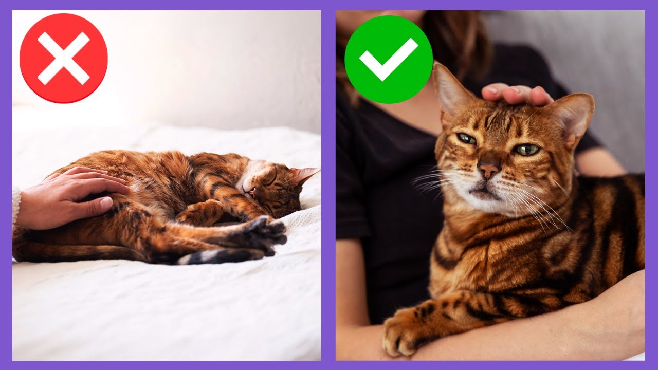 Are You Accidentally Upsetting Your Cat?