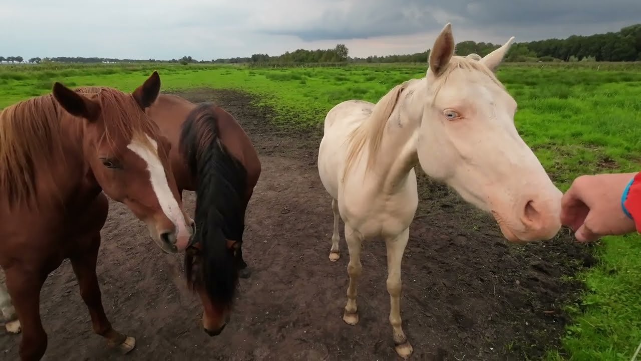 Holland Camping De Kluft und Rückfahrt
