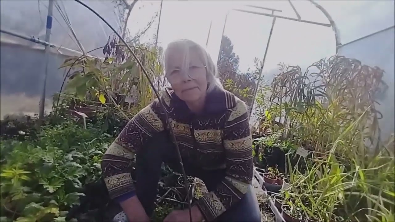 EL VIVERO DE PLANTAS AROMÁTICAS, EN INVIERNO
