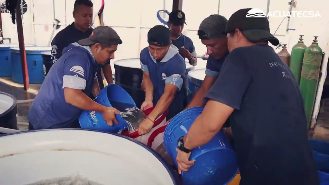 ACUATECSA - Proceso de Despacho de Postlarvas