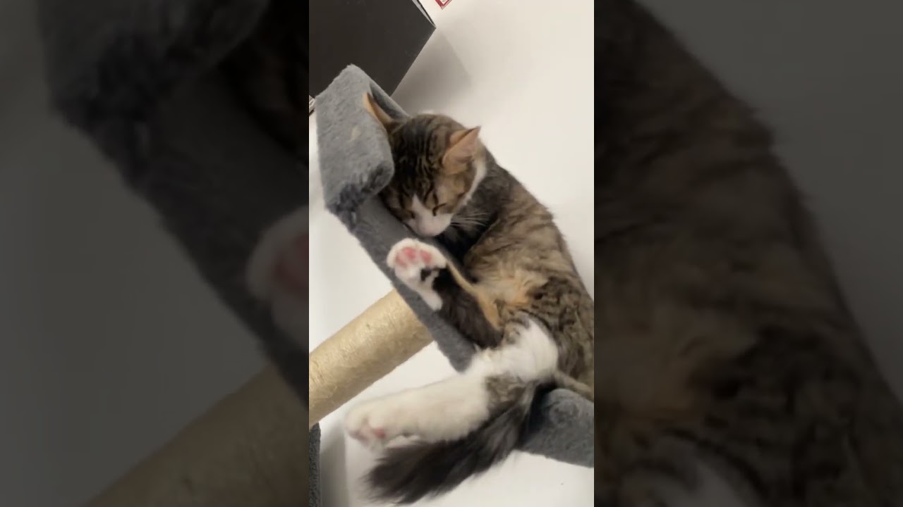 Mes bébés d’amour 🥰🥰