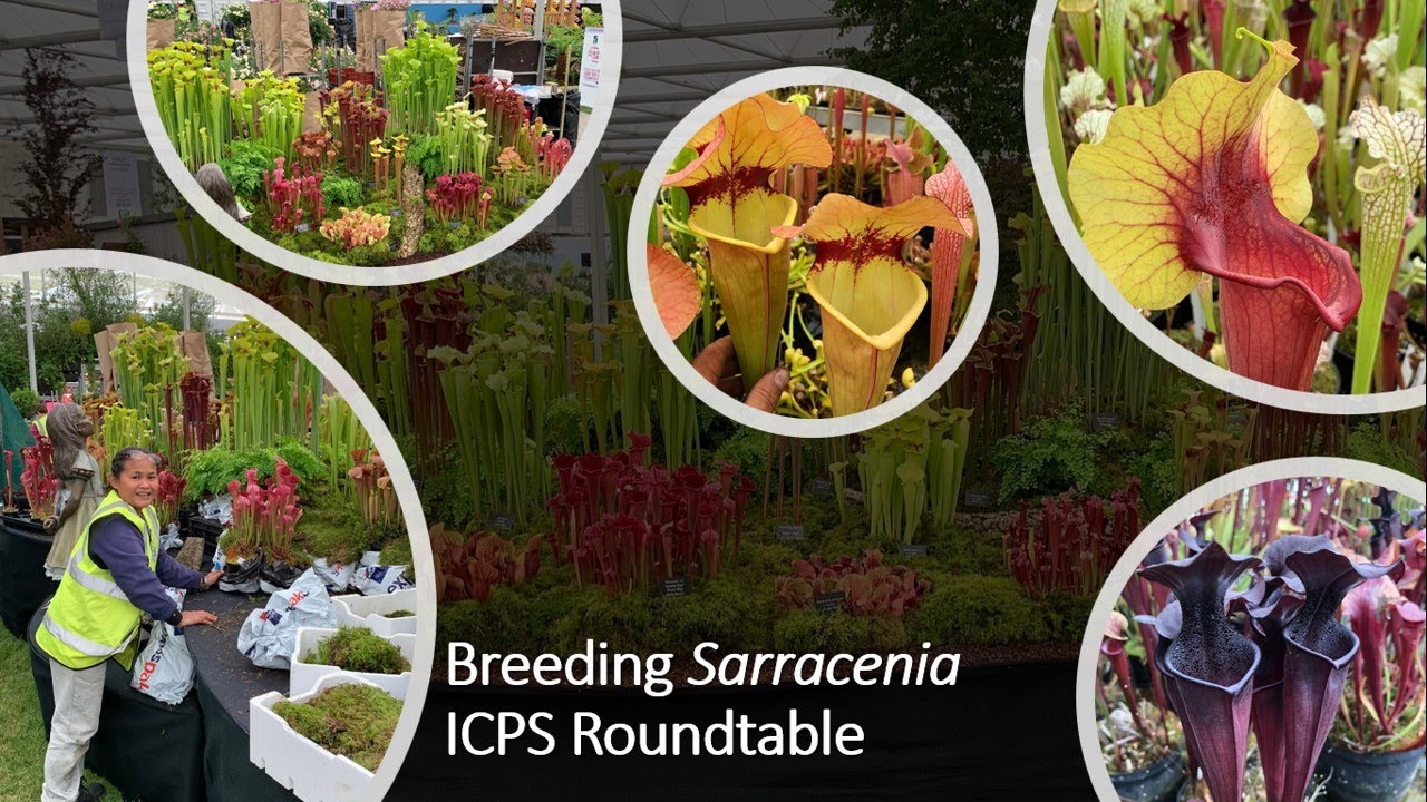 Breeding Sarracenia ICPS Roundtable