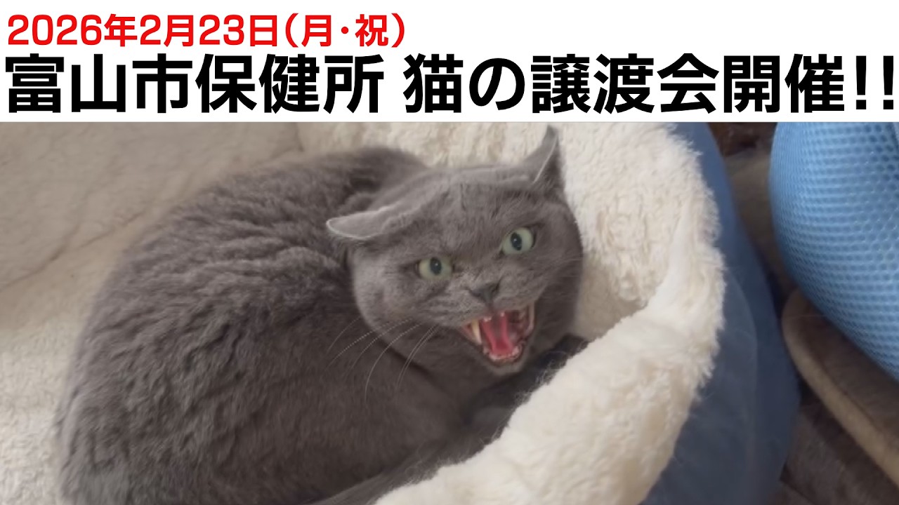 【猫の譲渡会開催】参加する猫の普段の様子を紹介！（2月23日・富山市保健所）