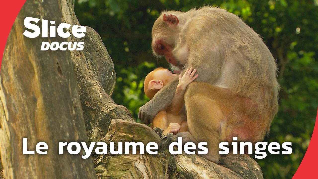 L'&icirc;le aux singes: Entre amours et guerres de clans | SLICE DOCUS