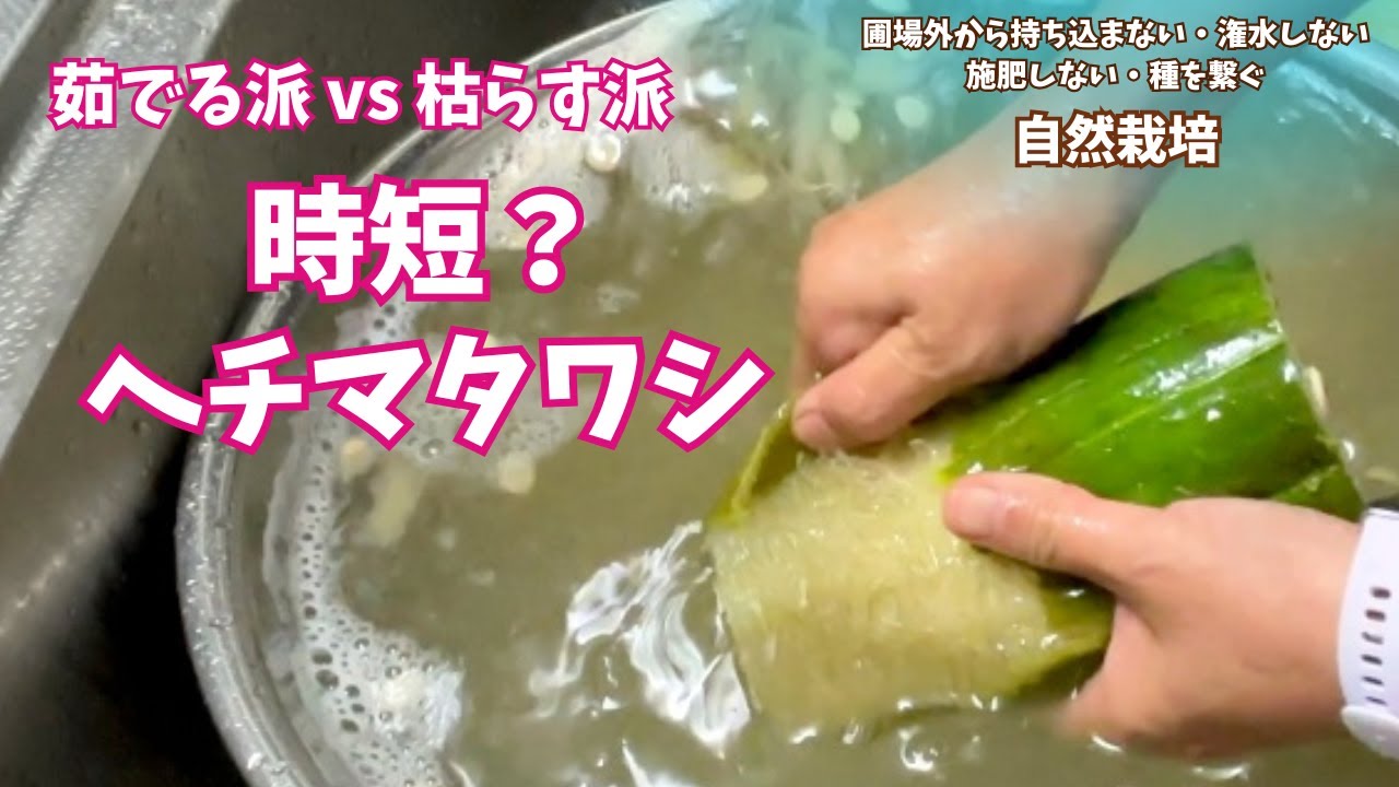 長年の常識を覆す⁉️ 青いヘチマでタワシ作りに挑戦❗️あなたは茹でる派？枯らす派？