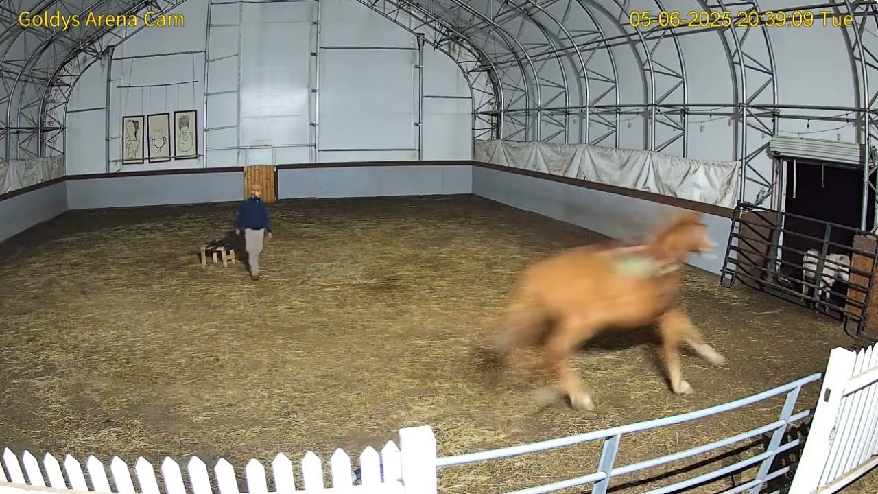Goldy's Arena 823pm to 857pm  Walace Training Session Murphy;ET  later Janine present 562025
