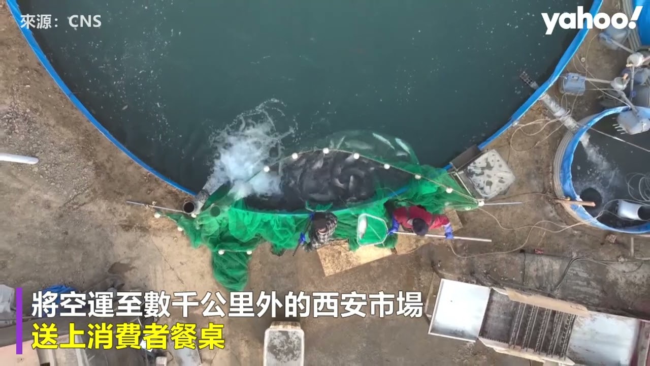 中國吐魯番用天山雪水 養出「沙漠鮭魚」2026年產量目標2000噸
