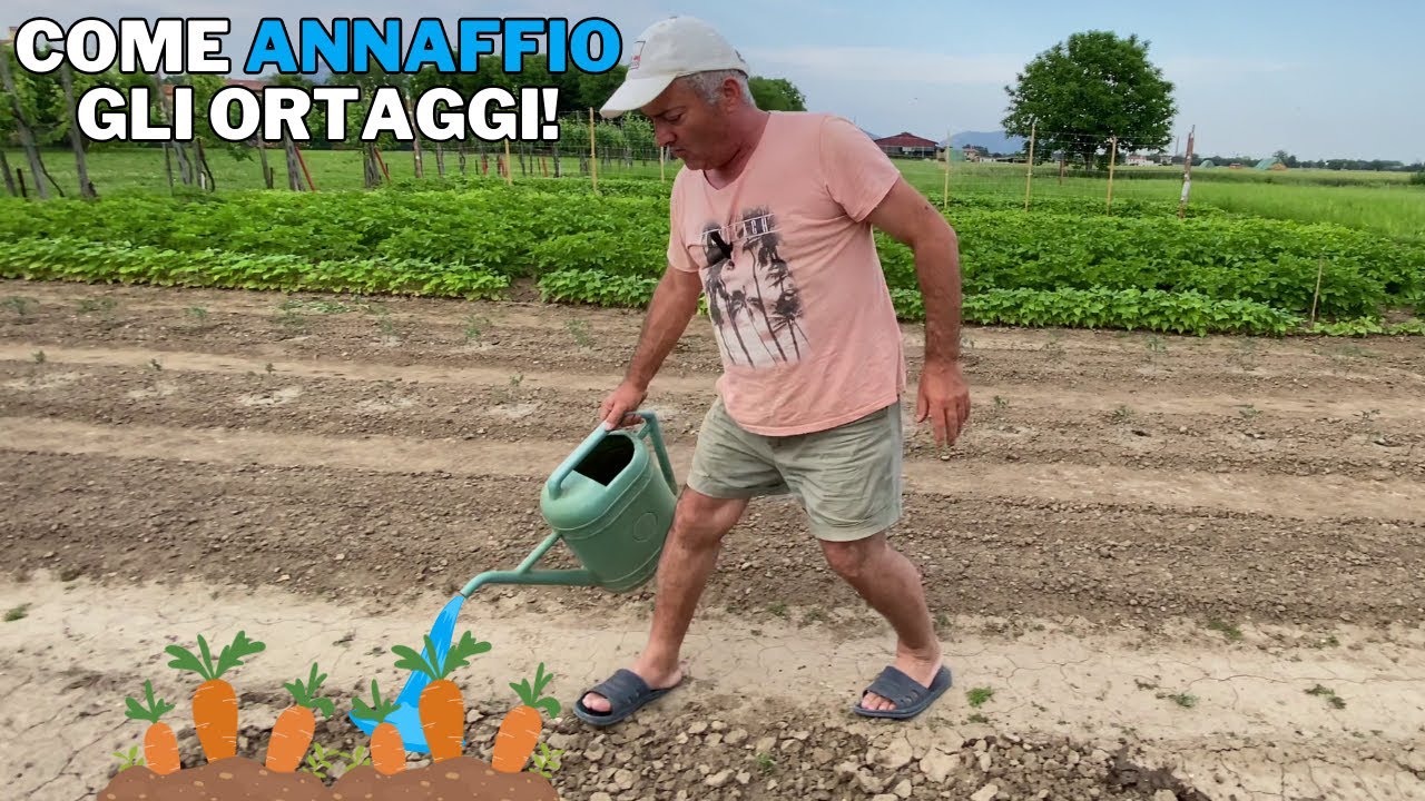 ANNAFFIARE gli ORTAGGI dell’ORTO: come, quanto e quando!
